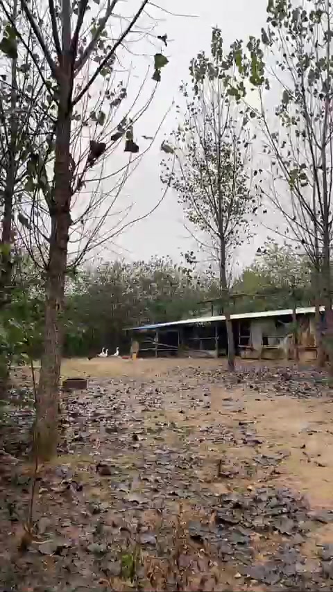 正宗迁西板栗炖鸡汤，美味佳肴！