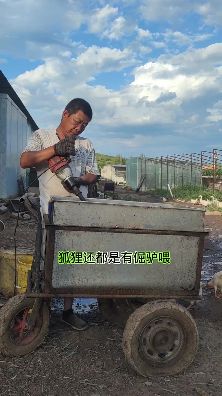 五十多岁回乡养狐狸狗鸡鸭鹅，狗狗养大舍不得卖