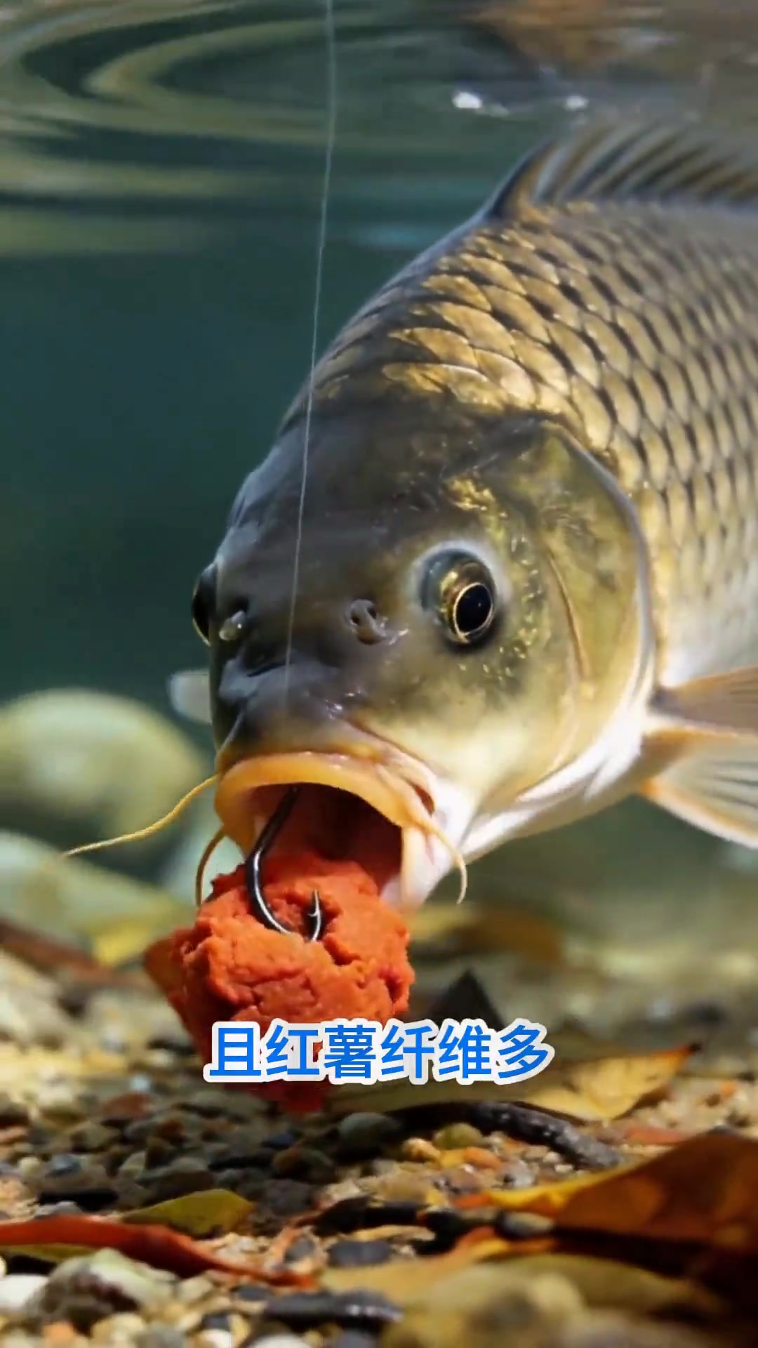 野生鲤鱼最爱吃的四种饵料！学会爆护不空军！