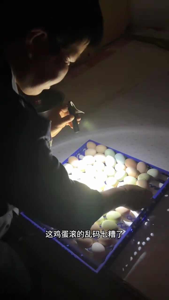 二次孵化照蛋，这鸡蛋真牛只照出一个，吉林