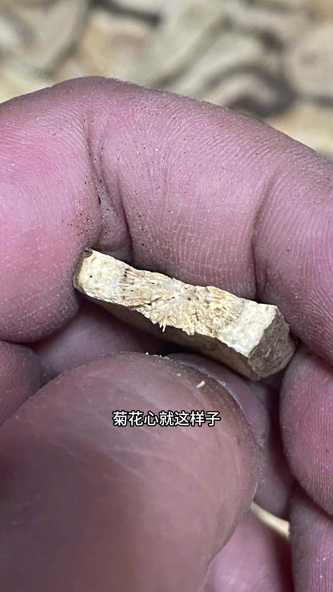 养生健康:麦麸炒白术与浙白术炮制解析