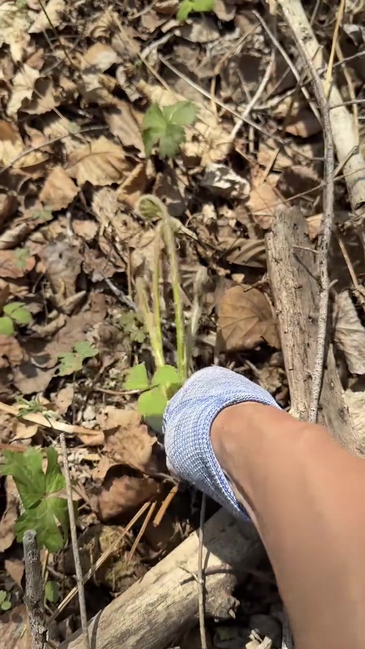 带大家看看我们这边山野菜里最难处理的一种野菜、薇菜、是怎么采摘和处理的。#幸福乡村春耕季 