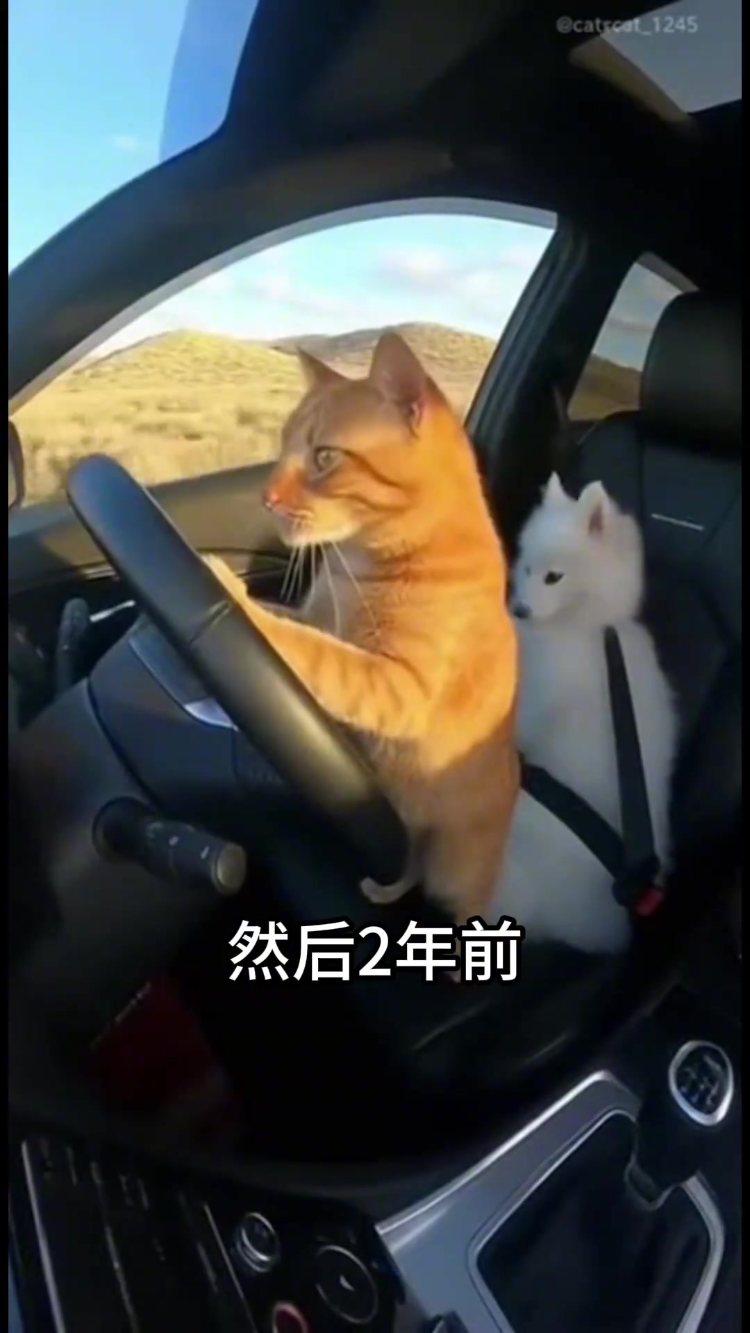 盘点全网最火吃薯片猫meme表情包