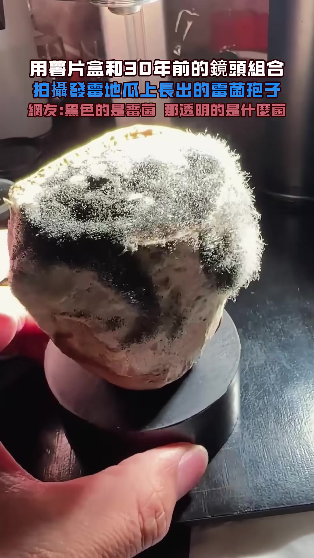 硬核博主用薯片盒加老镜头拍发霉地瓜，微距下霉菌孢子超震撼，网友好奇黑色是霉菌透明