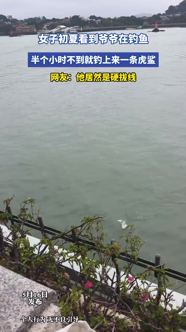 女子初夏看到爷爷在钓鱼，半个小时不到就钓上来一条虎鲨，网友