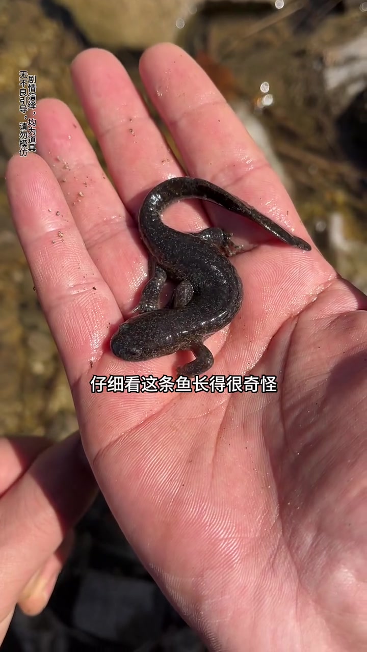 野采的时候发现一只长脚的鱼。#碎嘴子 #长脚的鱼 #恐龙鱼宝宝