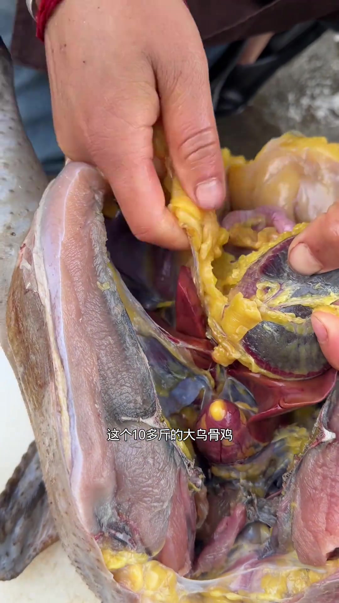 给云南的一个老乡杀一个十多斤的大乌骨鸡