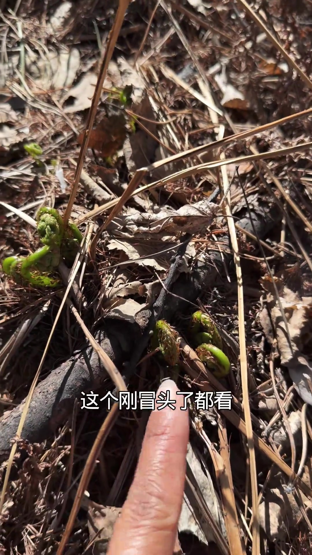 采野菜猴腿，又名猫爪菜广东菜，山野美味，纯天然馈赠