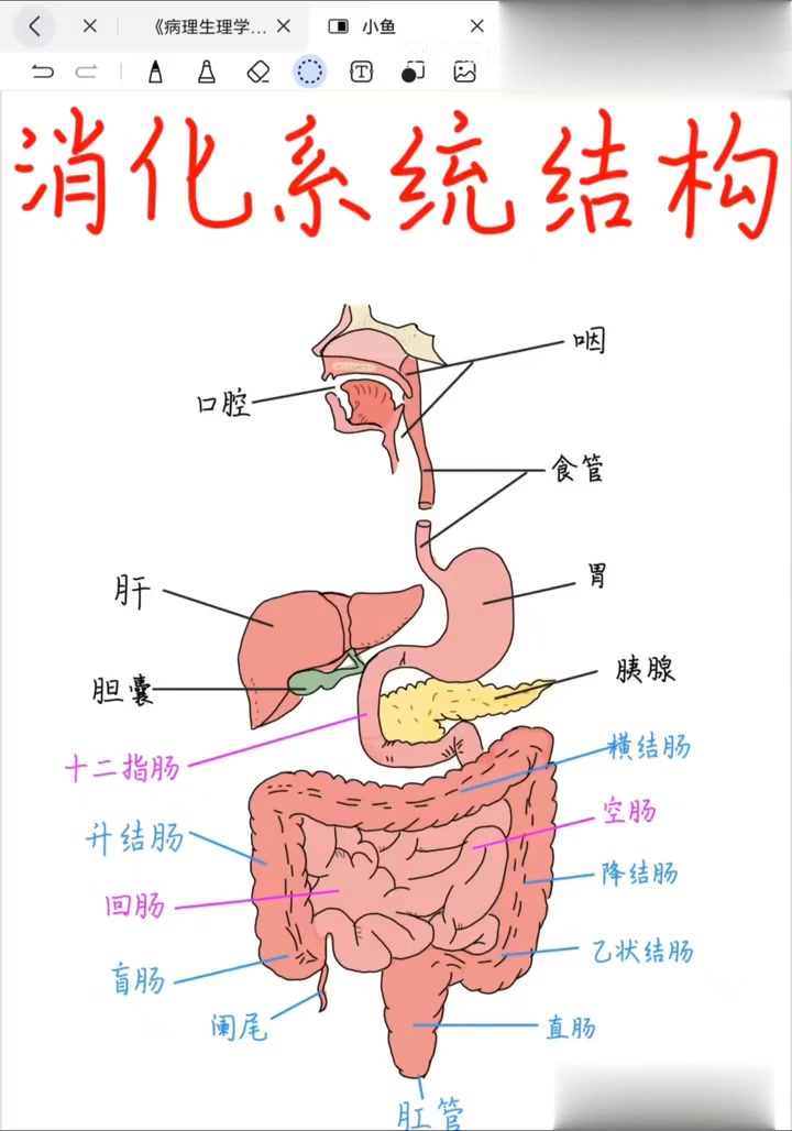 深入了解消化系统的结构组成