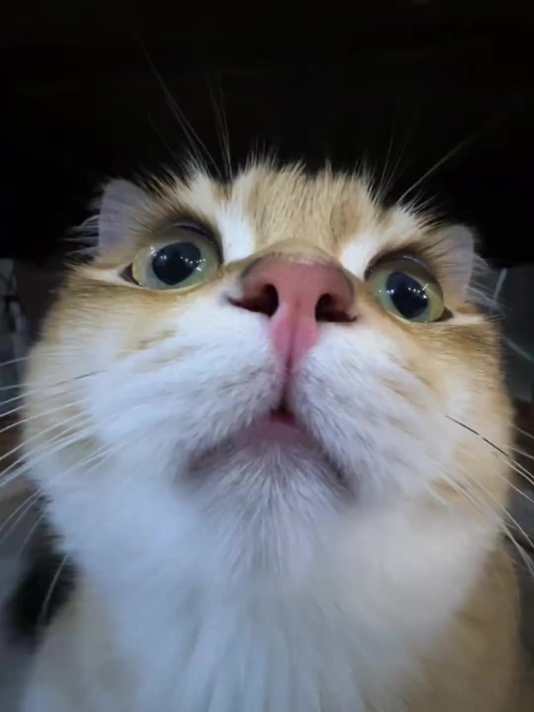 猫咪表情包：我以后就不气你了