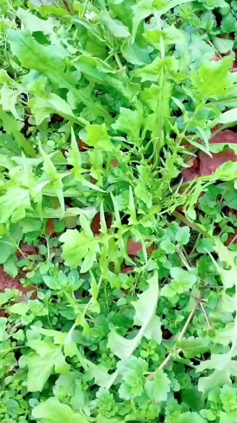 人间烟火气,荠菜香不负春光,感受原野味道