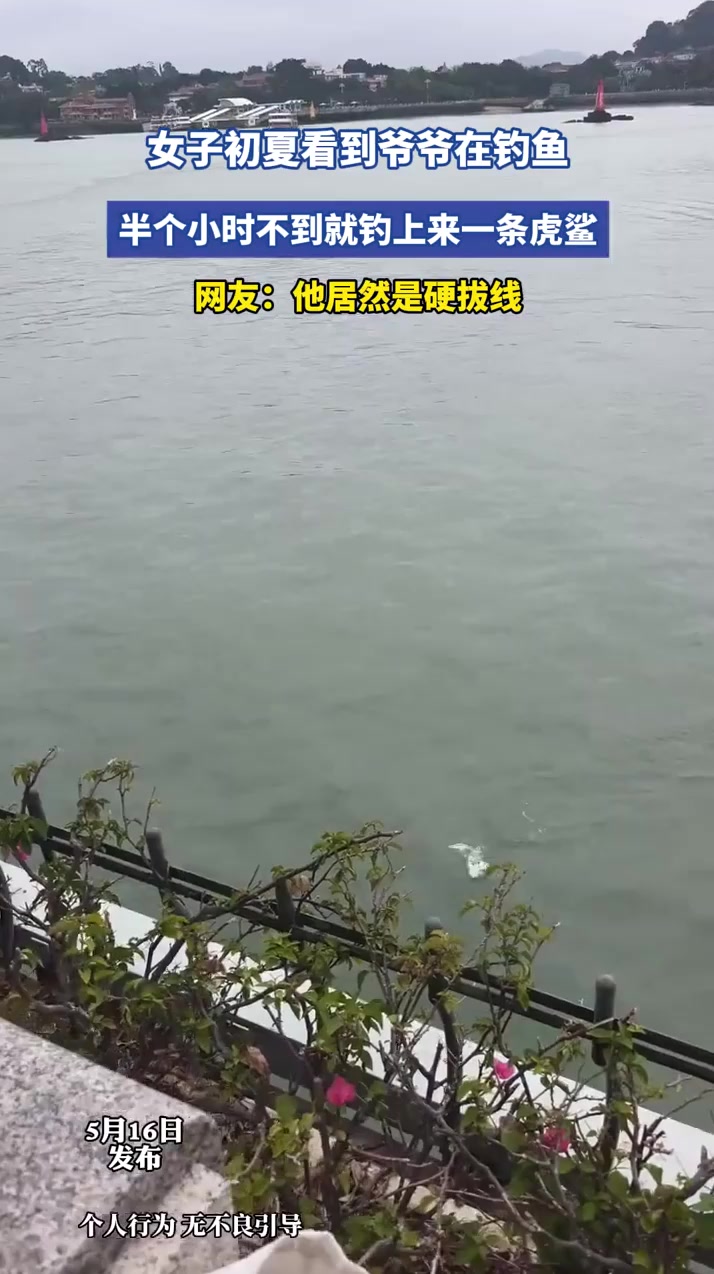 女子初夏看到爷爷在钓鱼，半个小时不到就钓上来一条虎鲨