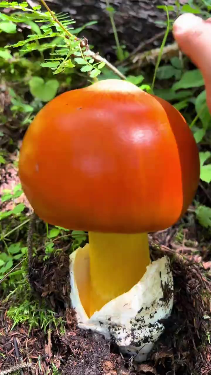 分享科普16种野生菌，有的能吃，有的绝对不能吃！