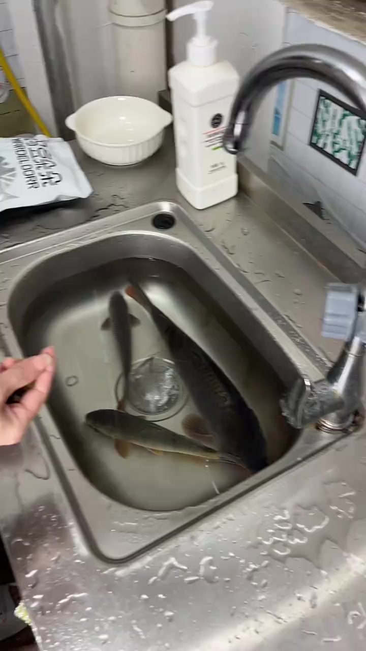 喂鱼，喂鱼，就是这样喂的！