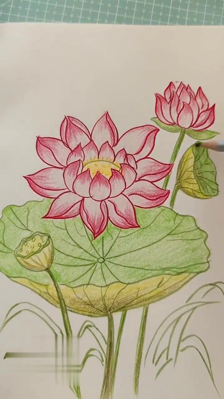 彩铅绘画 荷花这样画简单又好看 零基础学画画
