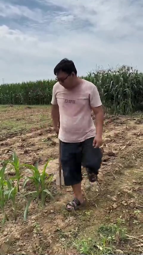 过段时间该种萝卜白菜了，家里的菜园收拾完了吗？