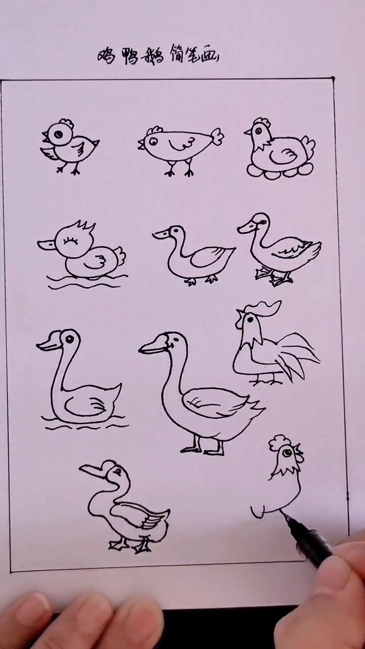 教你画好看的鸡鸭鹅等家禽简笔画合集