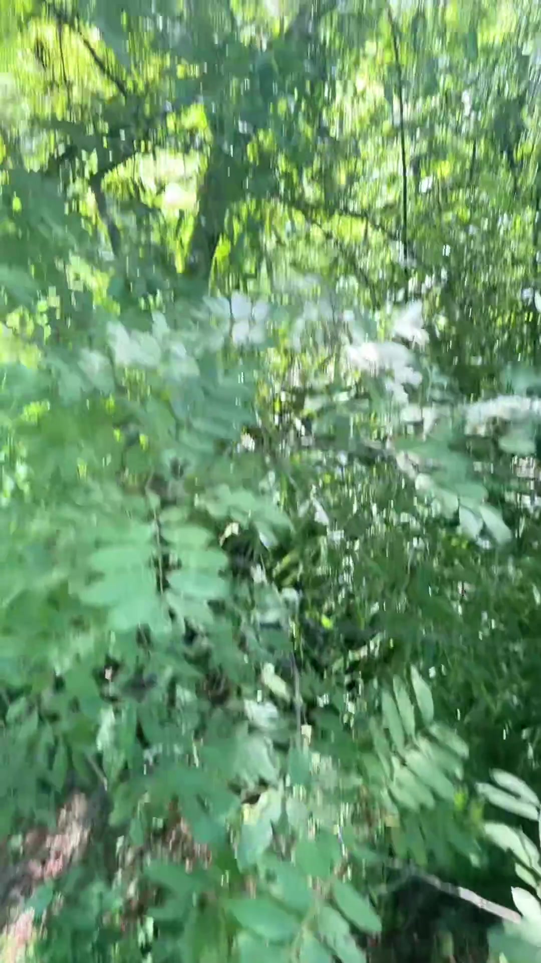 长期取嫩尖泡茶，静心清毒火，品味自然馈赠