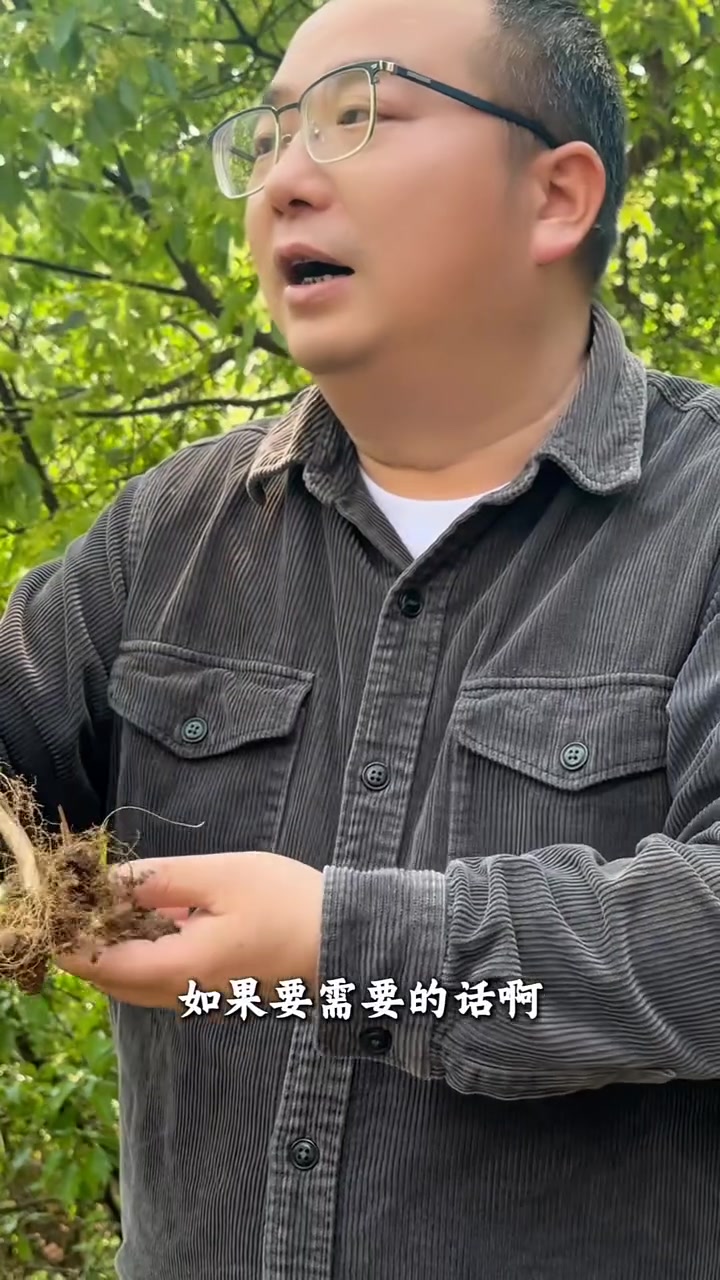 周馆长讲本草之萆薢 #中草药 #本草 #野生植物