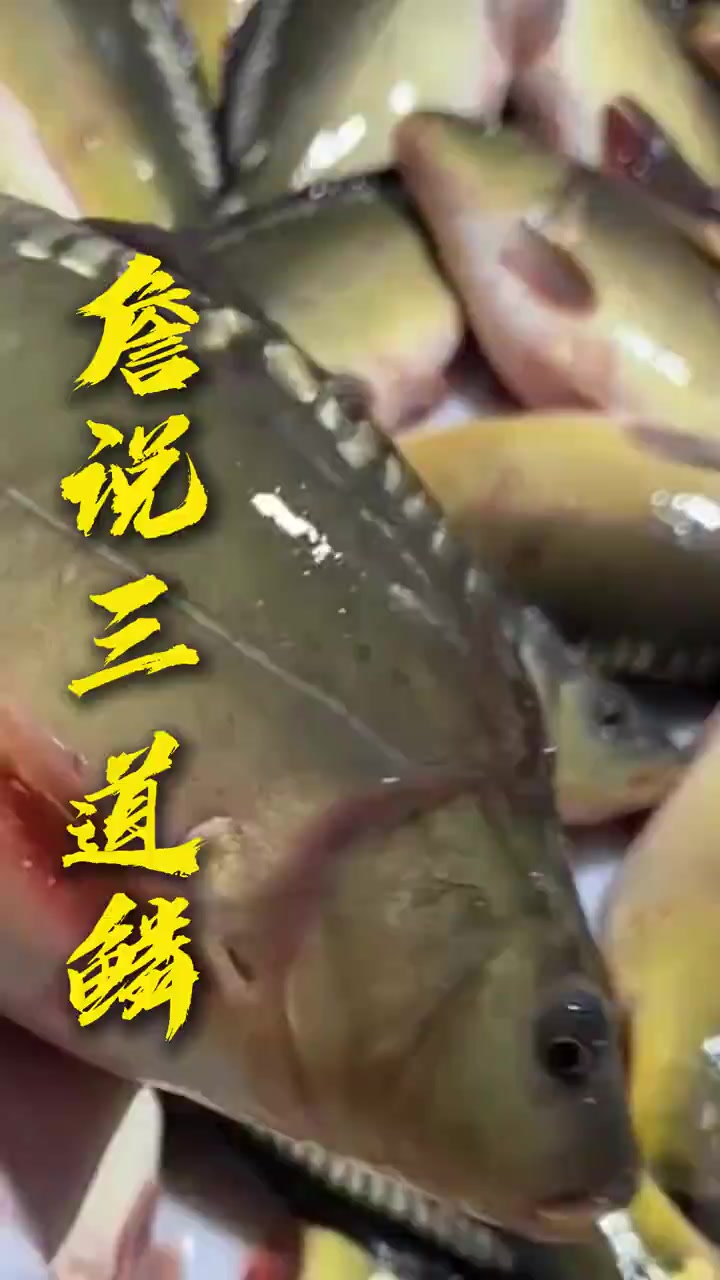 三道鳞鲤鱼在北方备受青睐为何南方没有呢