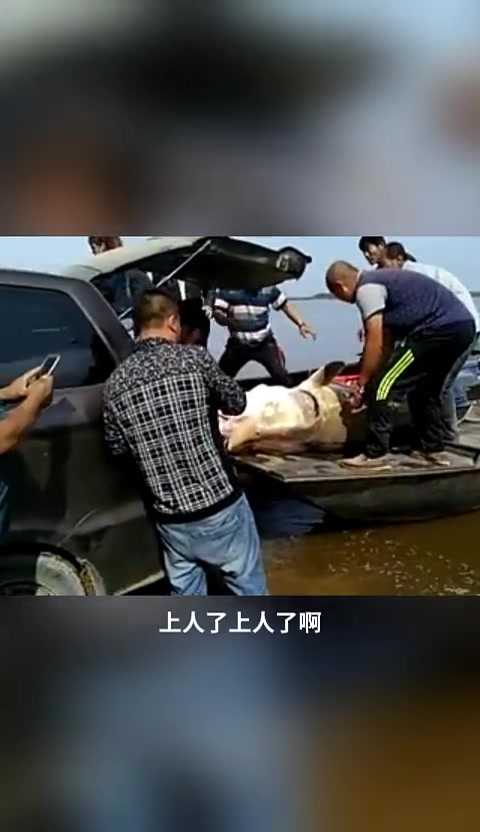 以前的大鳇鱼视频，够大吗