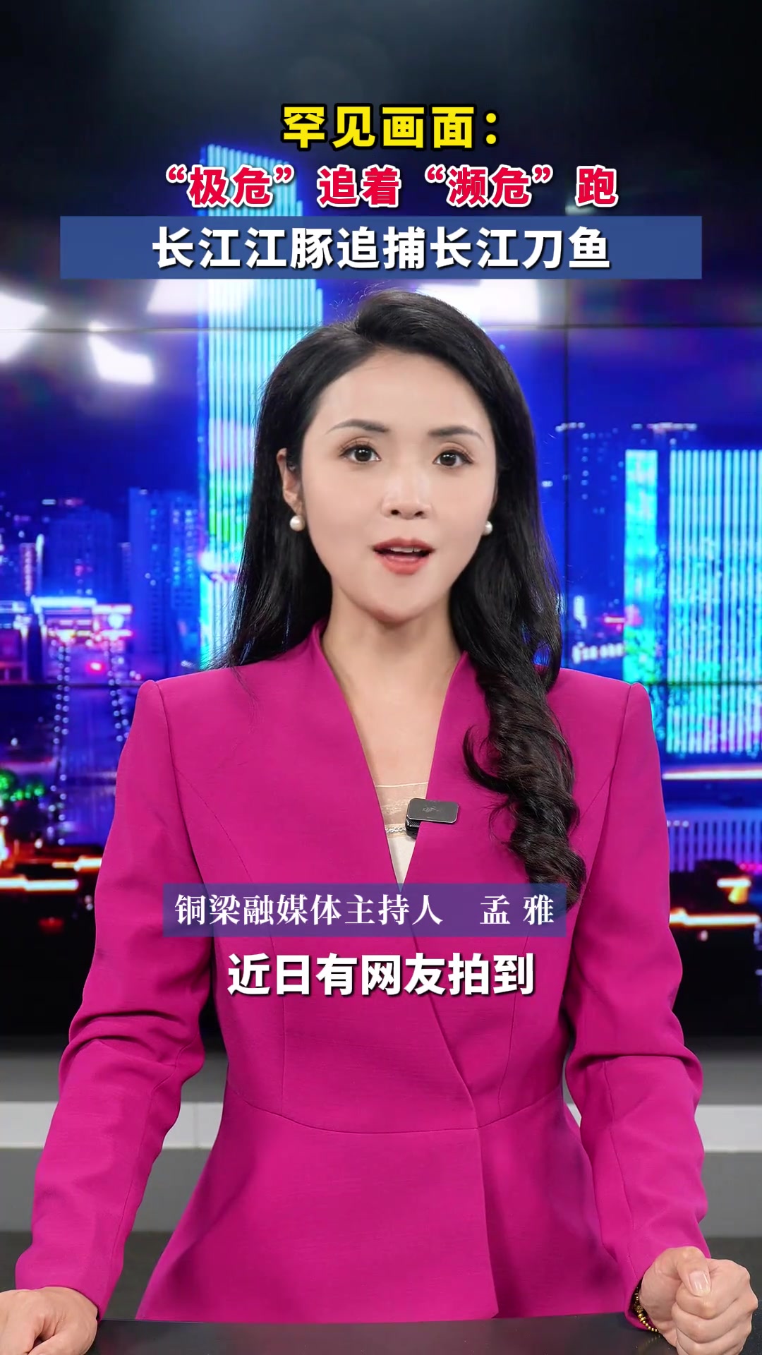 “极危”的江豚干饭时，追着“濒危”长江刀鱼跑