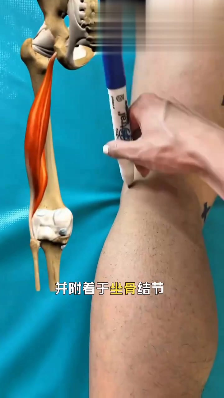 每日运动解剖：揭秘大腿后侧的肌肉奥秘