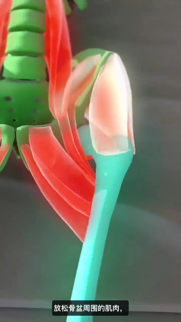 大腿内侧肌肉放松 #人体解剖学 #人体肌肉结构 @人体奥秘 @新体态塑形中心官方号