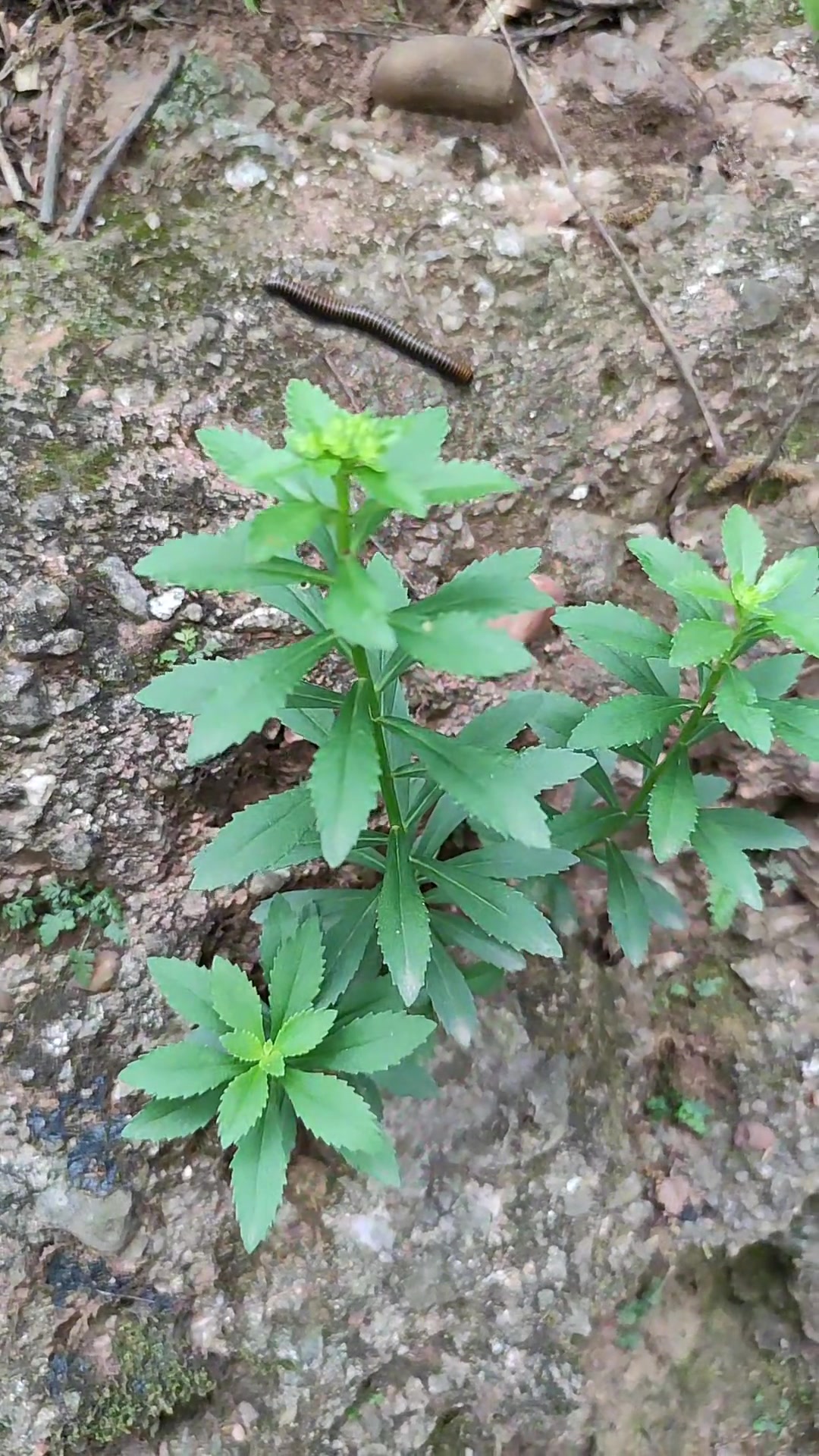 大山里的养心菜土三七，原生态的农村生活