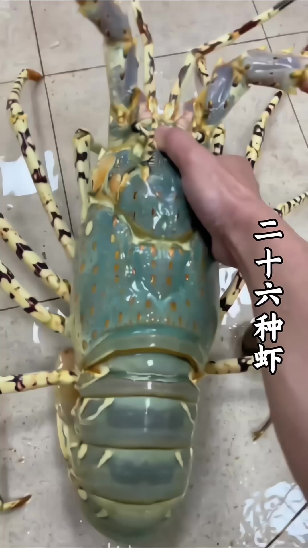 科普分享26种虾以及价格，你都吃过哪几种