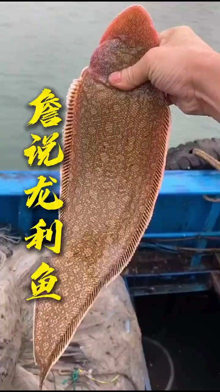 吃鱼不用吐刺的龙利鱼