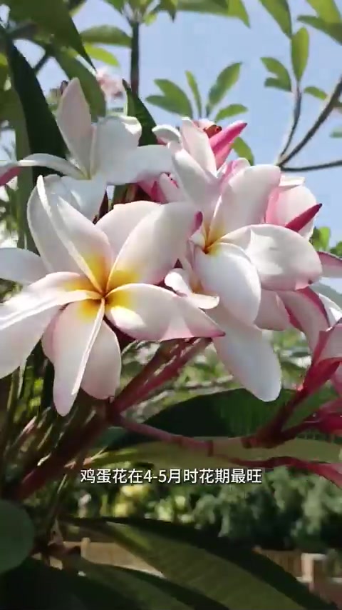 鸡蛋花树？确实很像荷包蛋