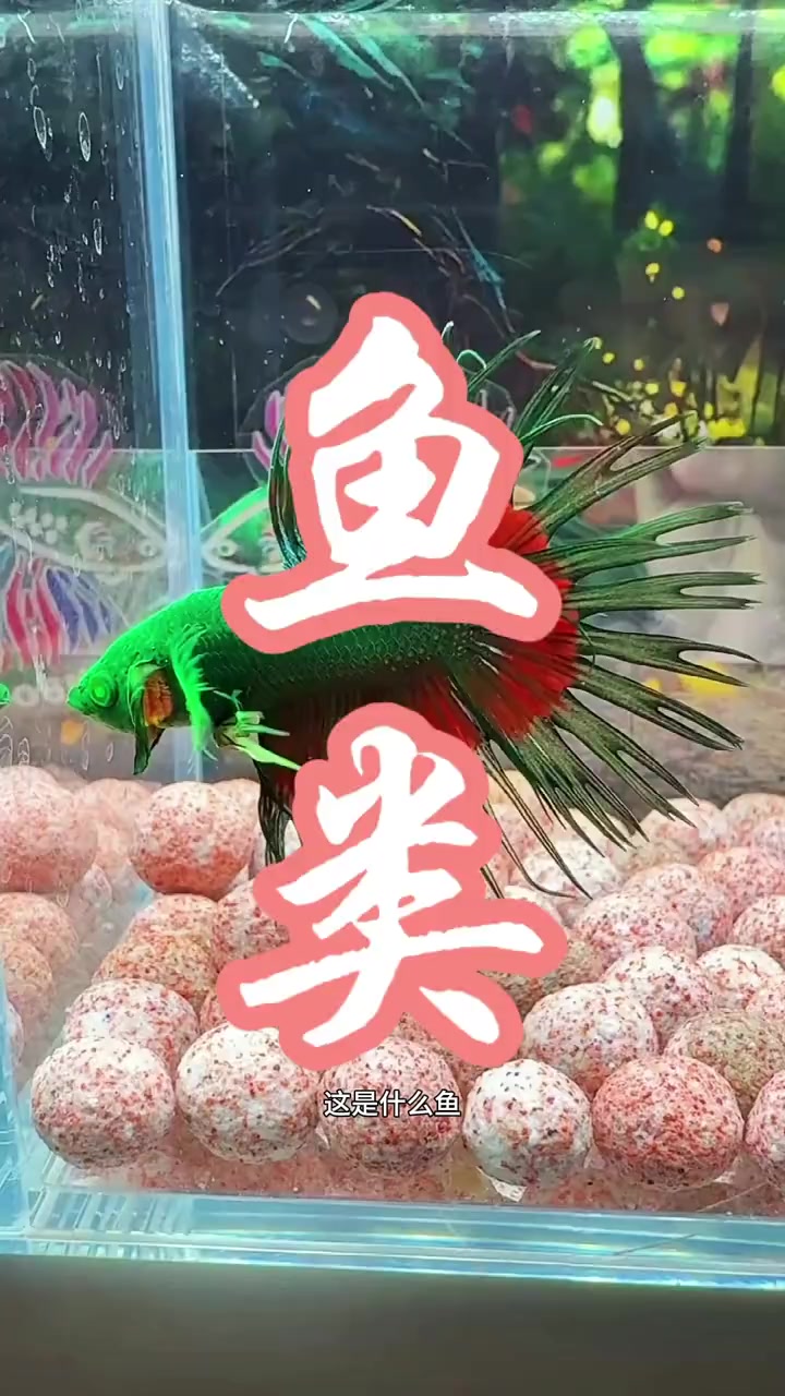 外观鲜艳的斗鱼