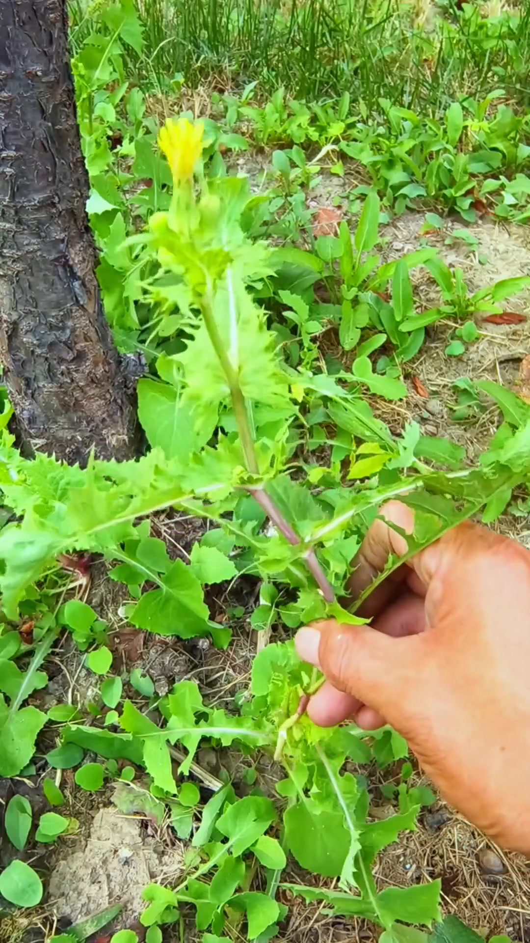 续断菊又名花叶滇苦菜，嫩叶像蒲公英，是好野菜