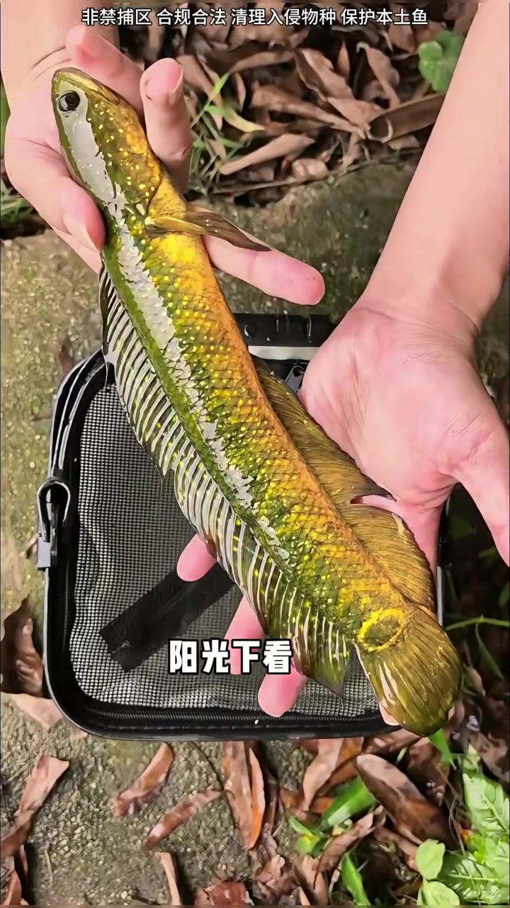 这里捡很多入侵鱼超漂亮，发现新鱼种