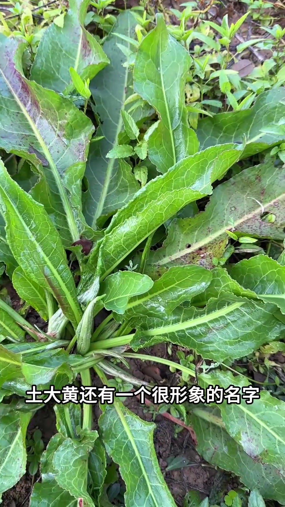 土大黄又名野菠菜，你了解它的价值吗？