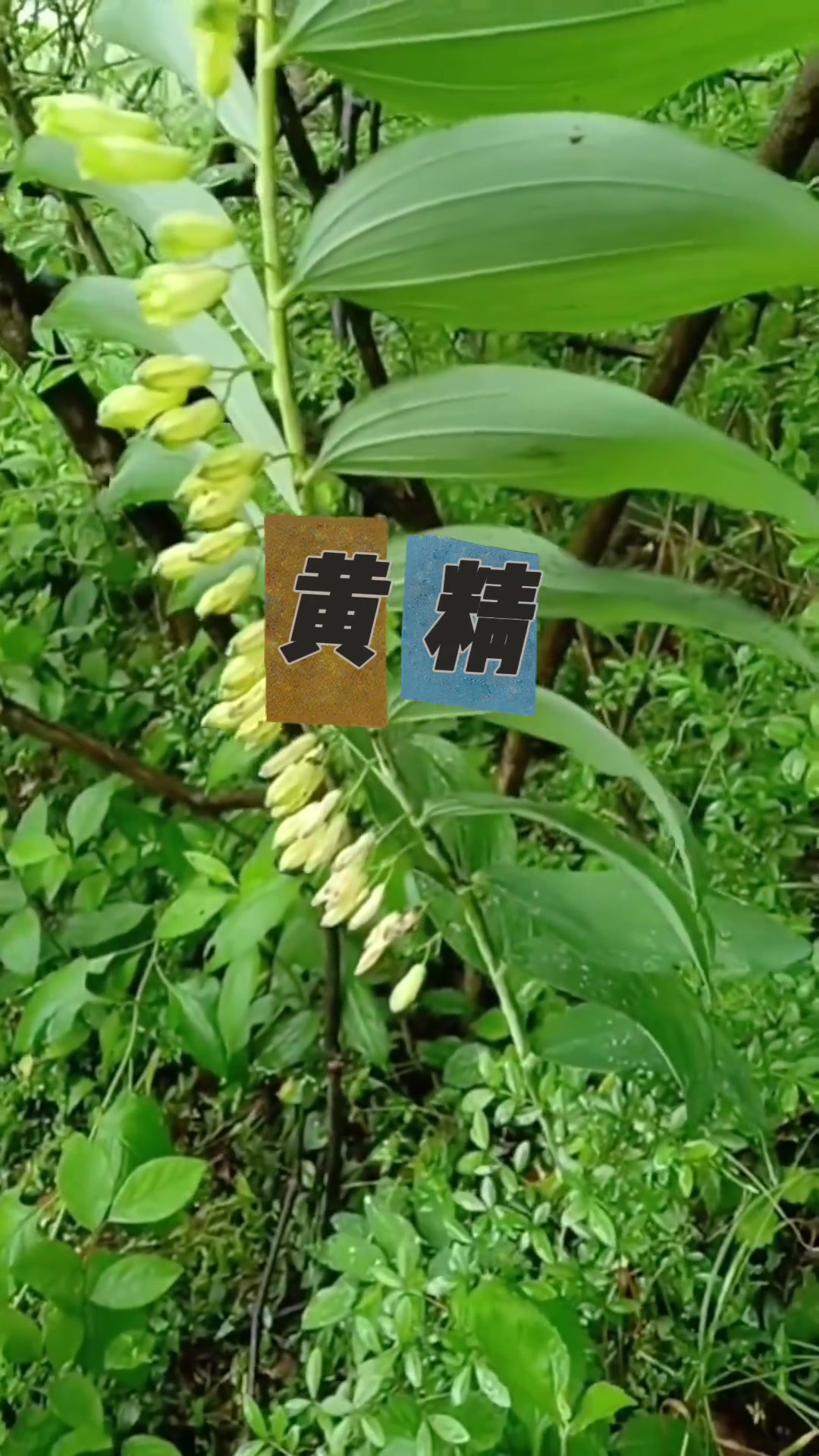 山底的黄金，竟是仙人鱼粮！