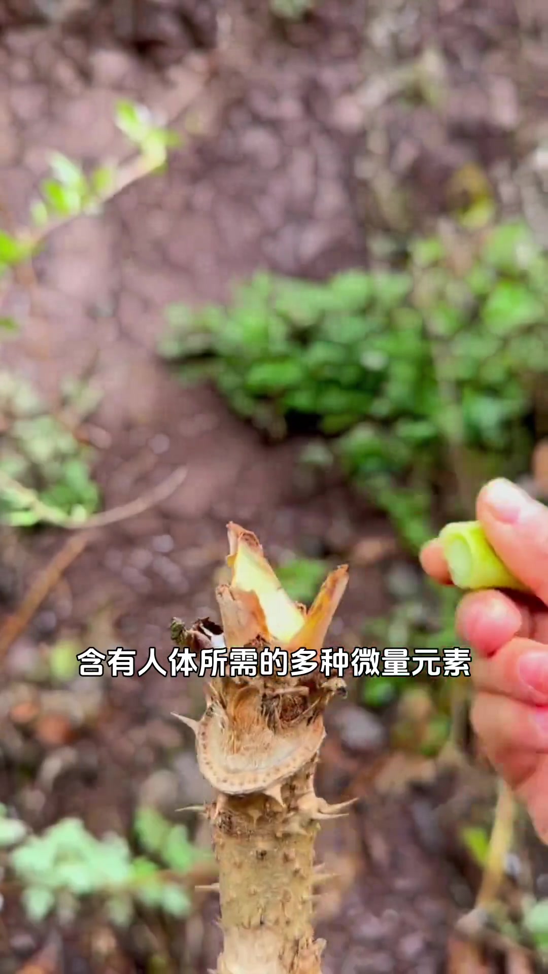 春天的味道刺老苞，清香爽口