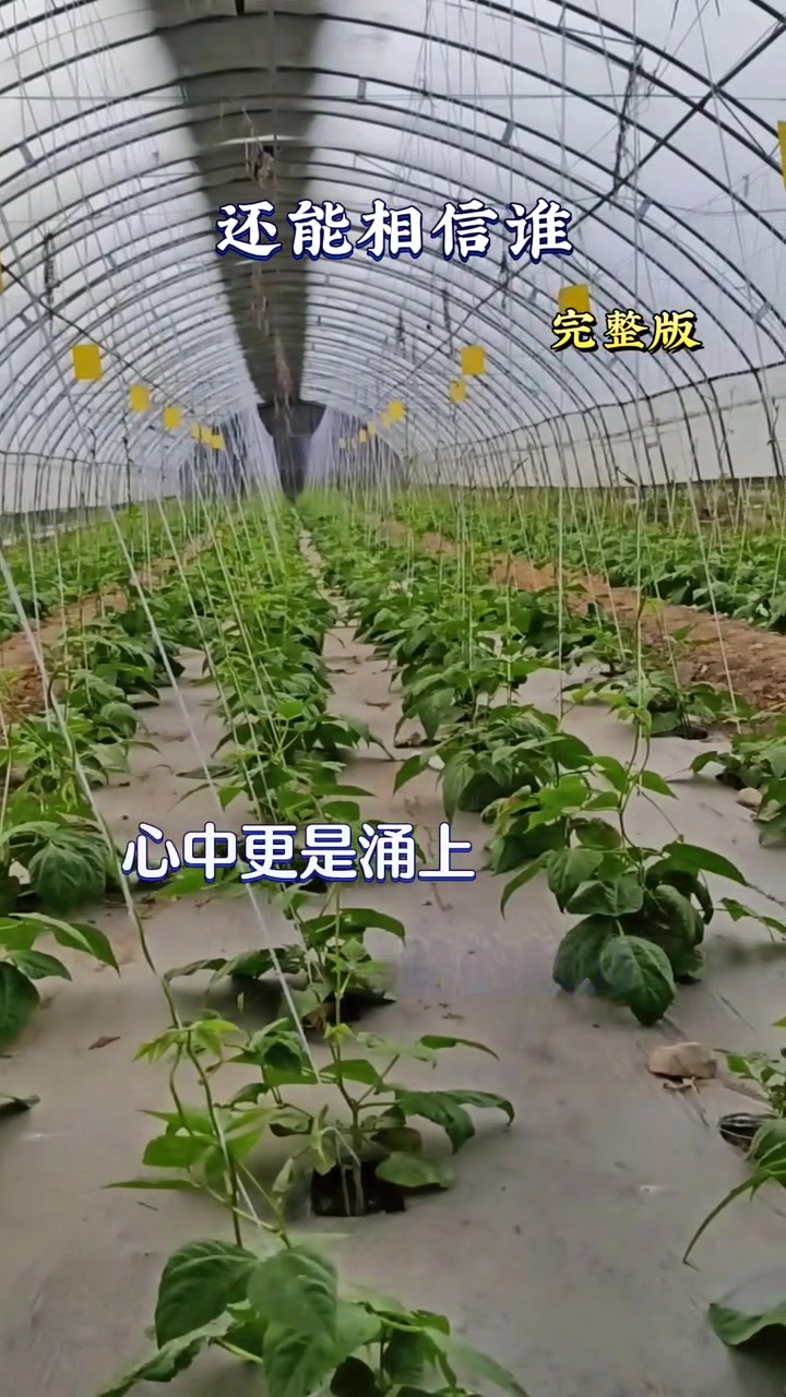 大棚蔬菜种植视频