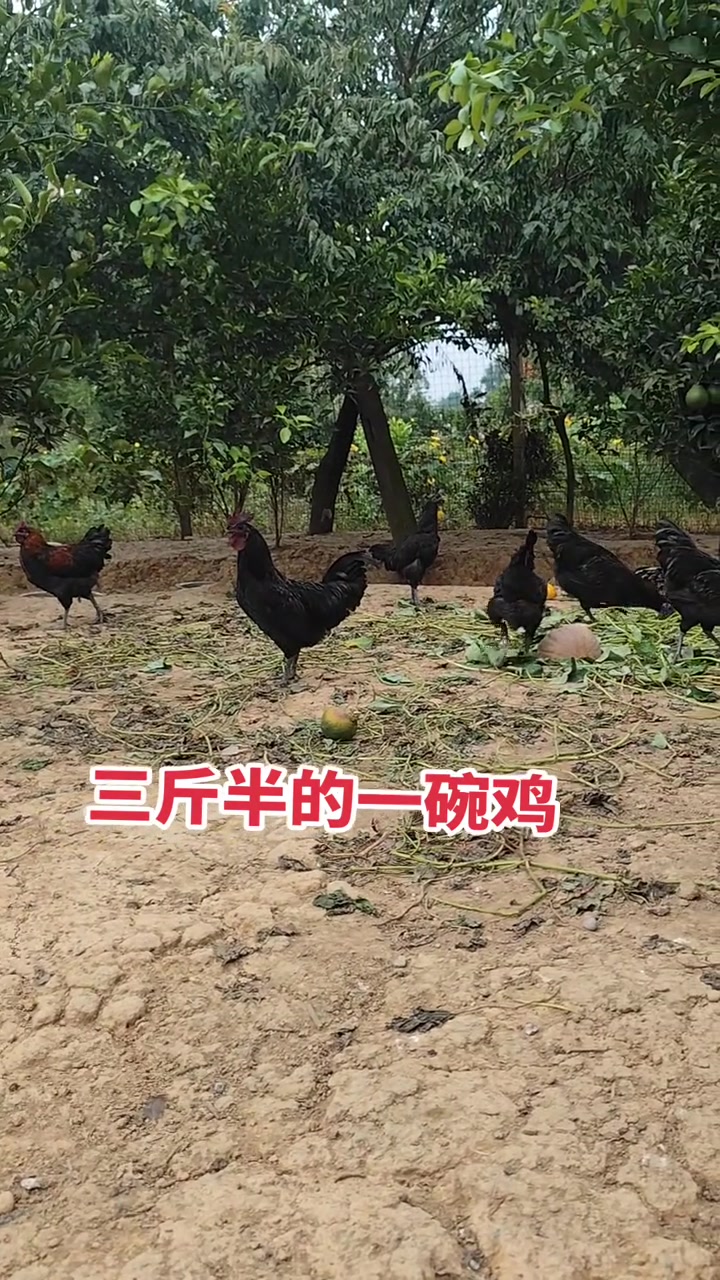 五黑公鸡一碗鸡，三斤半的公鸡，老品种也无奈，除了小个，其他没毛病！