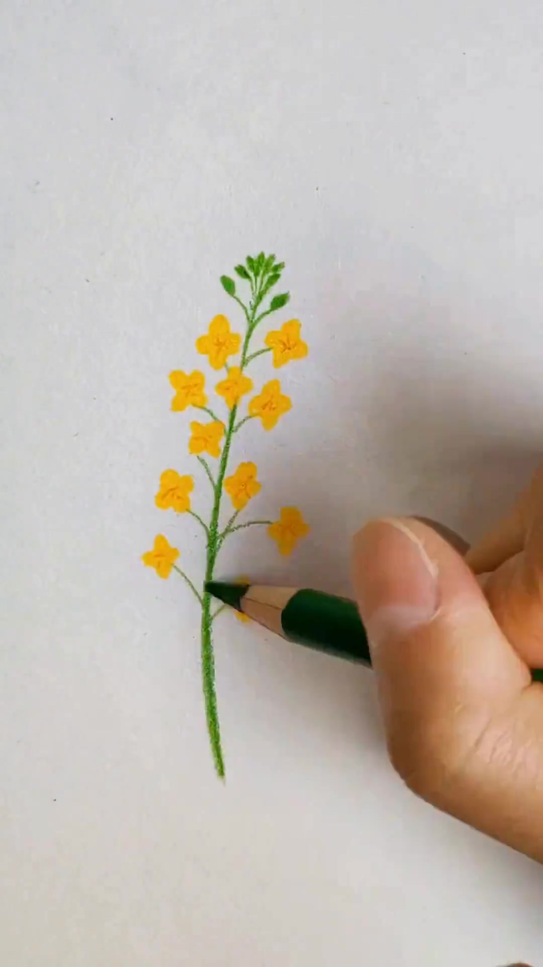 春天到了怎能少了油菜花 教你画好看的油菜花简笔画