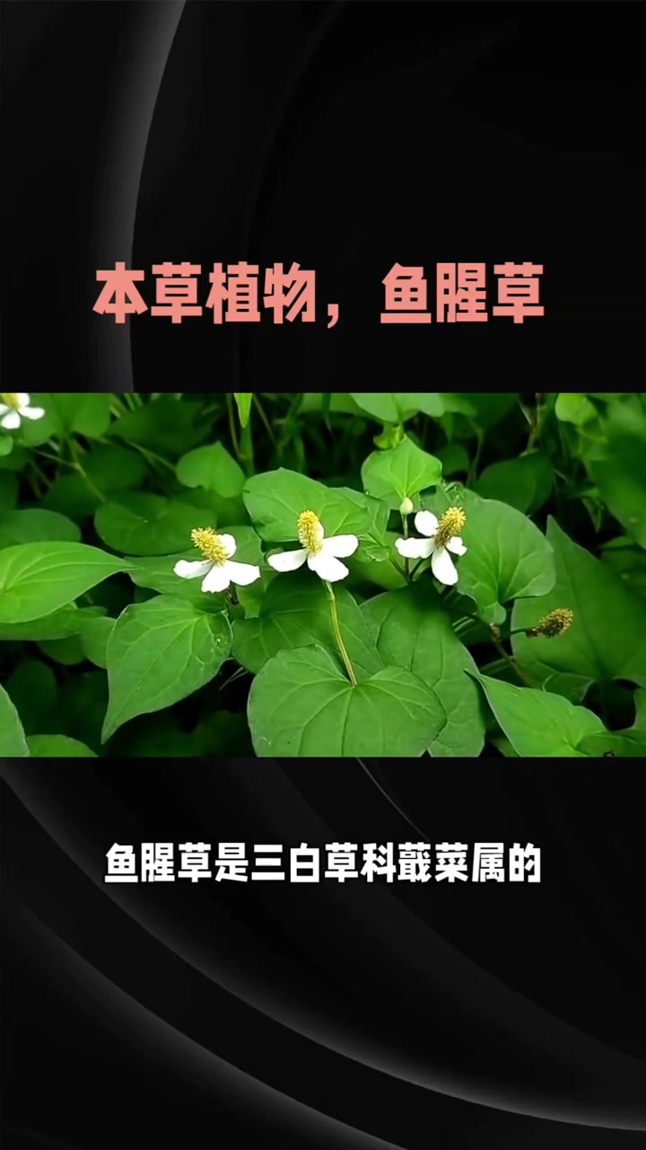 中草药科普：鱼腥草，别名折耳根等