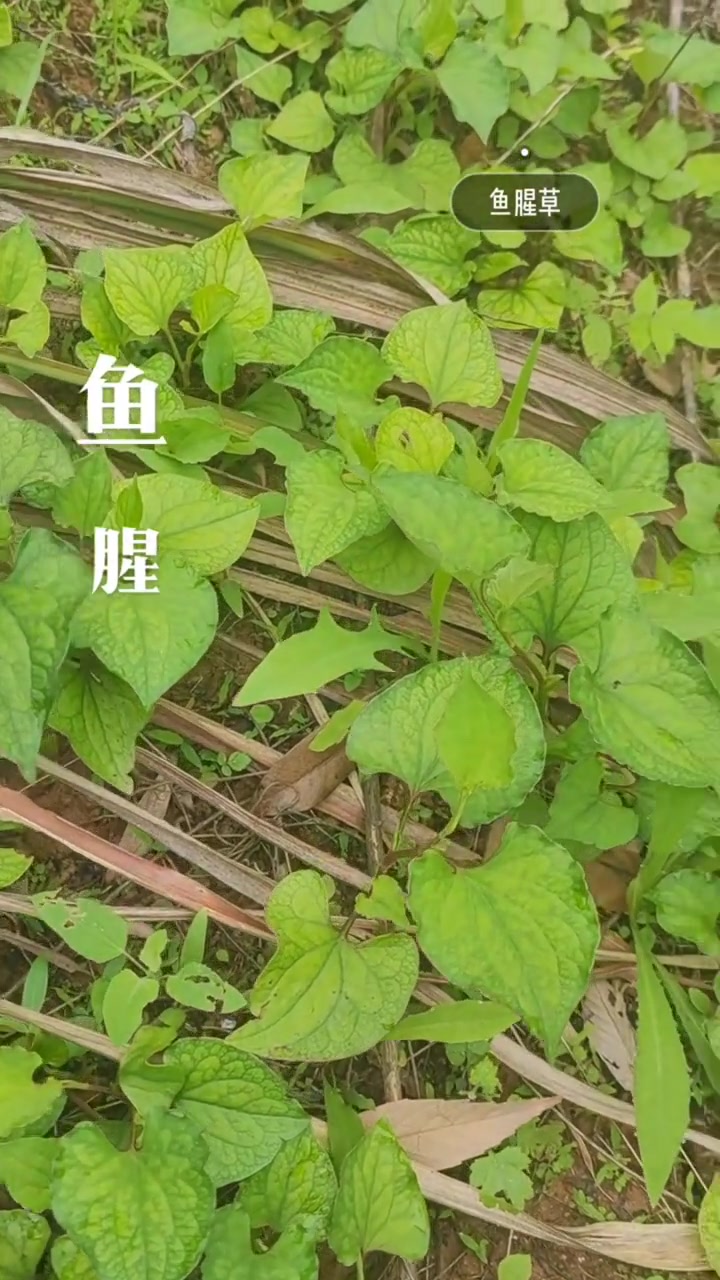 养生健康：认识中药材鱼腥草