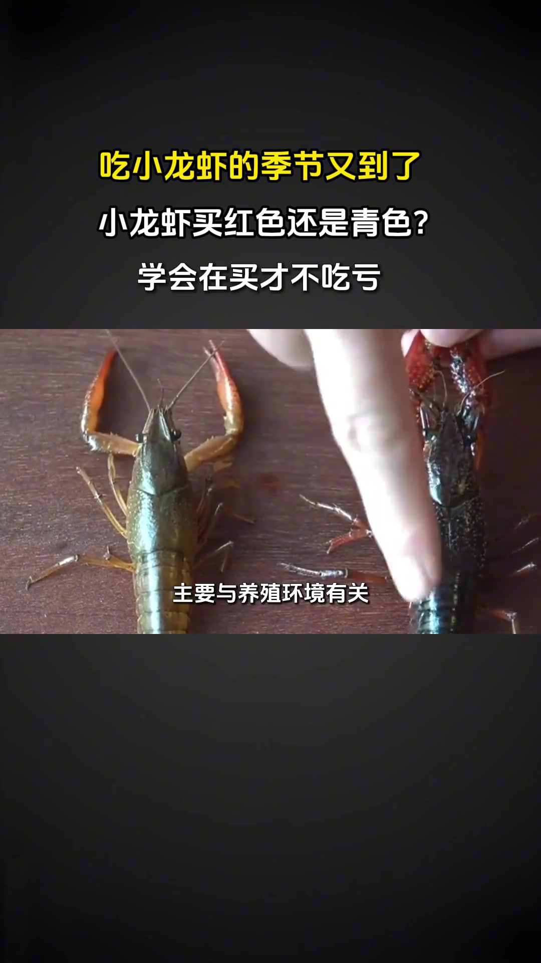 小龙虾买红还是青？学会选购不吃亏