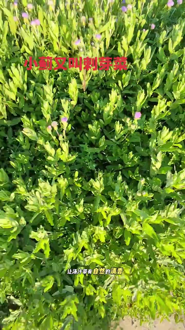 养生健康：河堤发现野生小蓟，又名刺芽菜