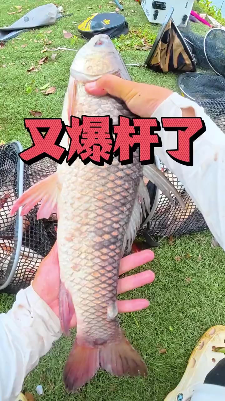 又爆杆啦……这个泰鲮还是猛啊