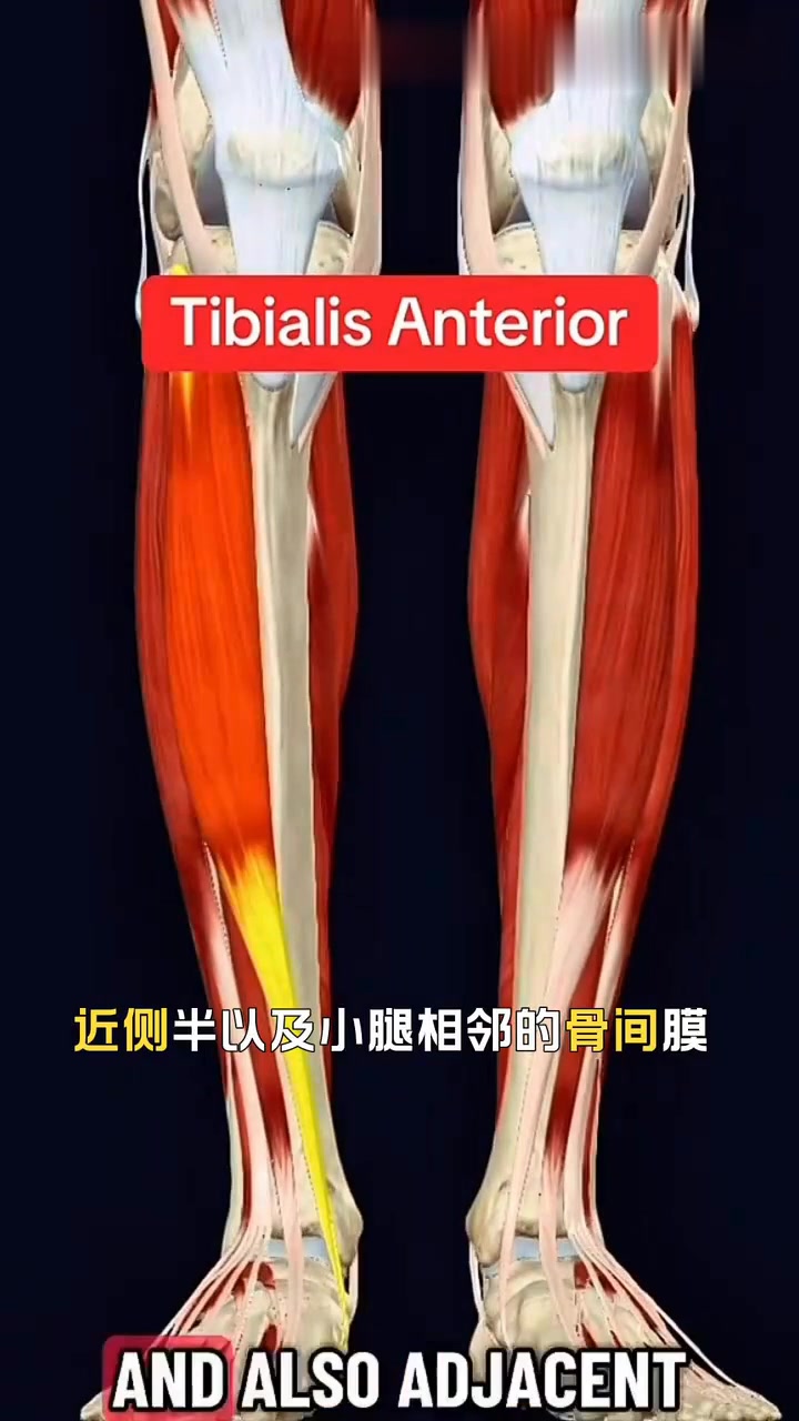 每日运动解剖：揭秘小腿胫骨前肌的奥秘