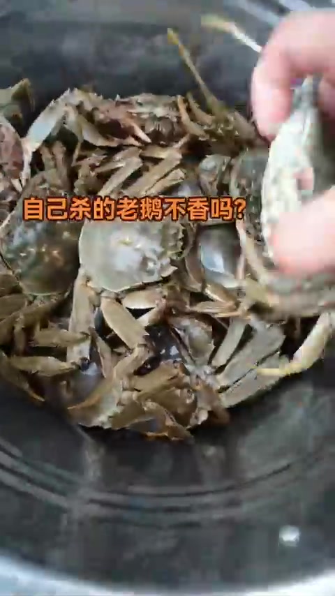 过节杀老鹅小妙招：白酒灌下，8成水温烫，省钱又好吃！