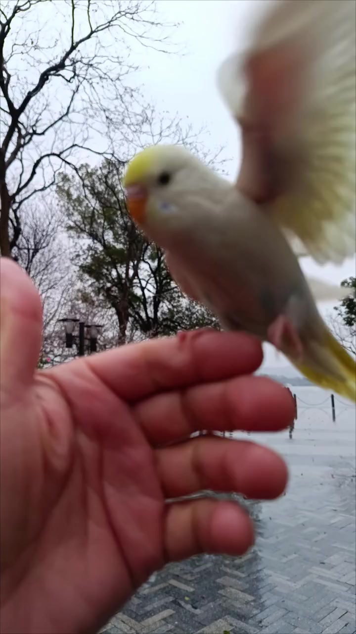 虎皮鹦鹉叫声视频，如果你的虎皮鹦鹉飞出去了就用这个声音引它回来，如果飞走找不到用这个声音也
