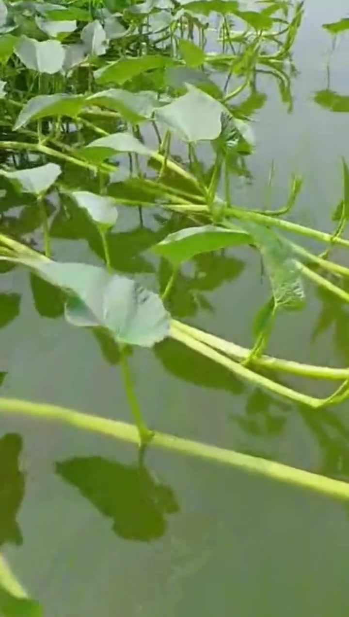 水藤菜，奇特植物的探秘之旅